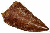 Serrated Raptor Tooth - Real Dinosaur Tooth #333371-1